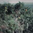 Image de Banksia grandis Willd.