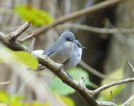 Image of Mauritius Grey White-eye