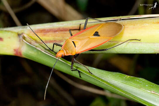 Image of Cotton Stainers (several spp.)