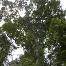 Image of Ficus romeroi Dugand