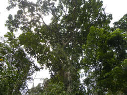 Image of Ficus romeroi Dugand