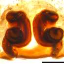 Image of Malthonica ferruginea