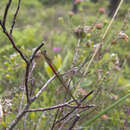 Image of small red damselfly