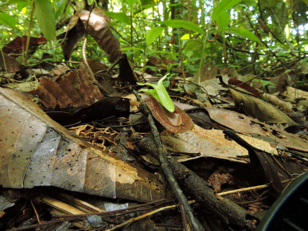 Image de Pseudopiptadenia psilostachya (DC.) G. P. Lewis & M. P. Lima