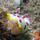 Image of Red blotch yellow edged slug