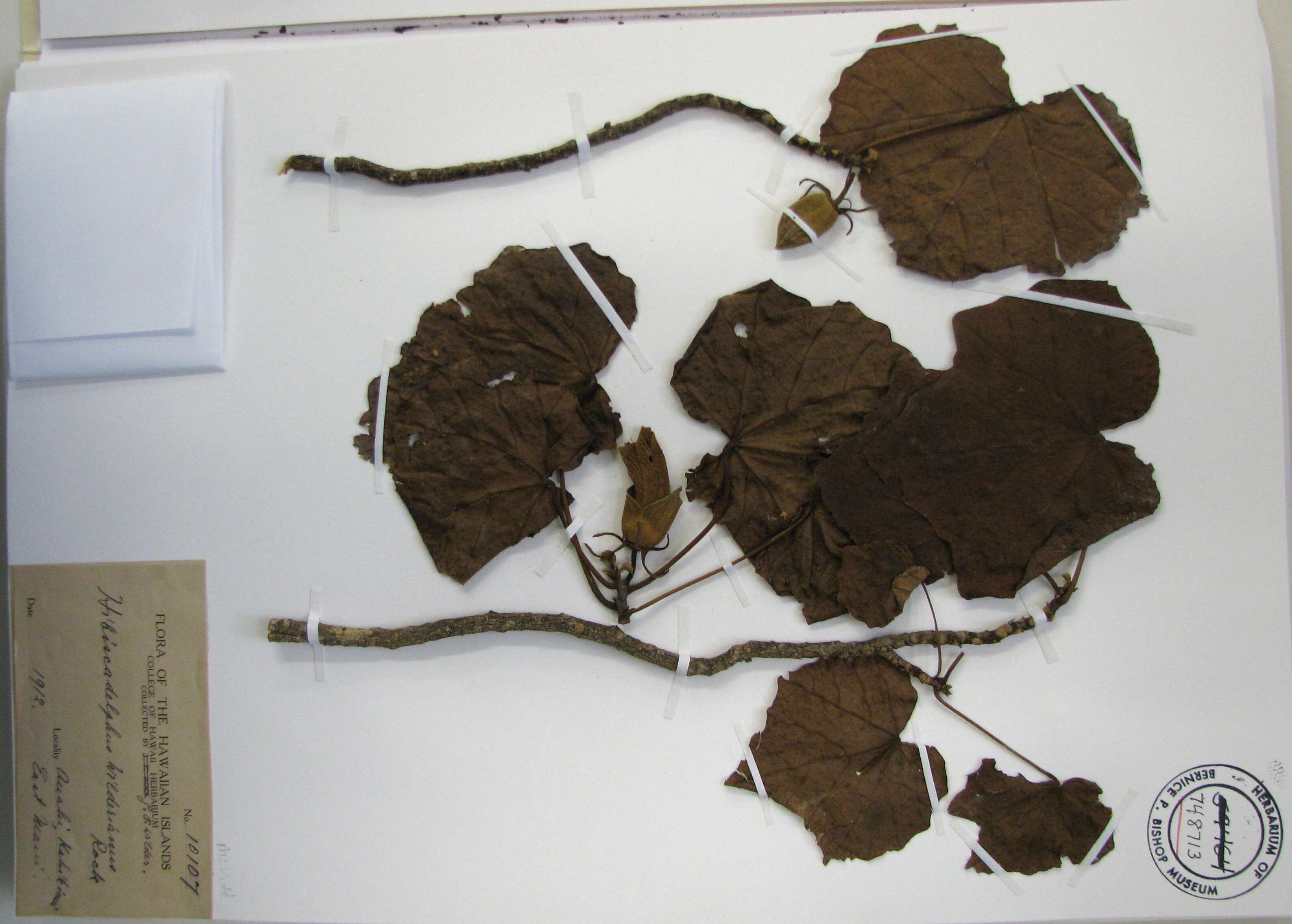 Image of hibiscadelphus