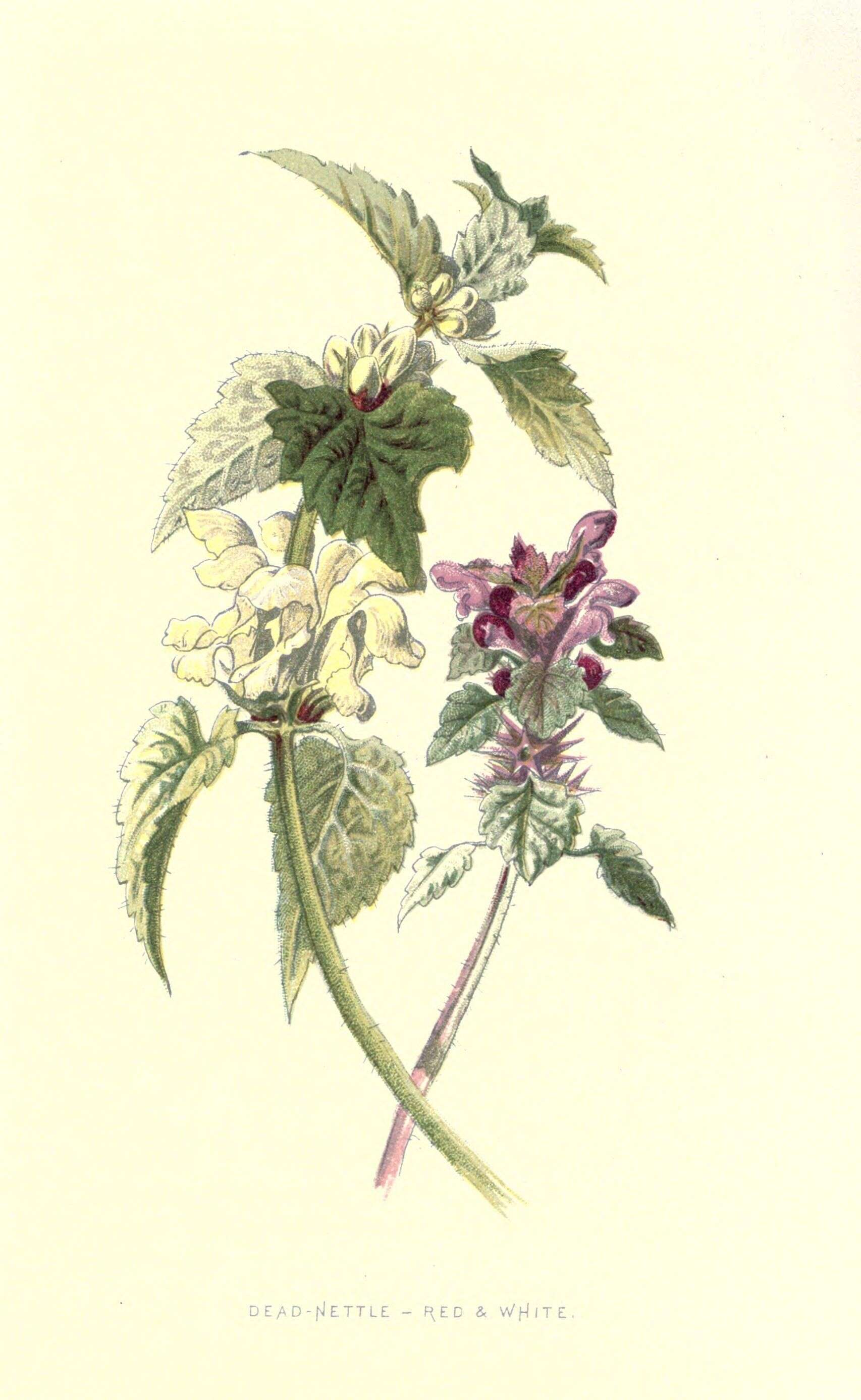 Image of purple archangel