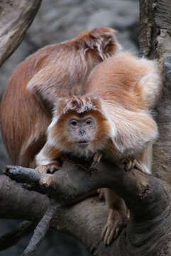 Image of Lutungs or leaf monkeys