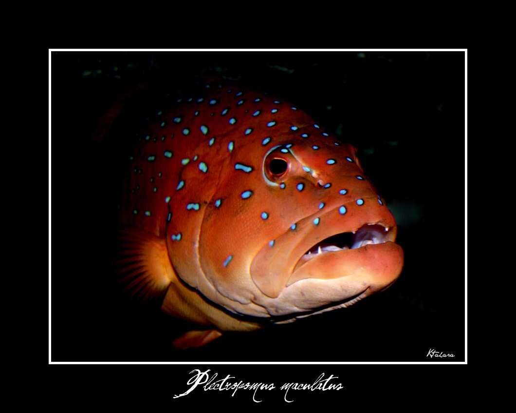 Image of Barcheek coral trout