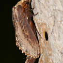 Image of Pachypasa truncata Walker 1855