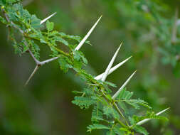 Vachellia grandicornuta (Gerstner) Seigler & Ebinger resmi