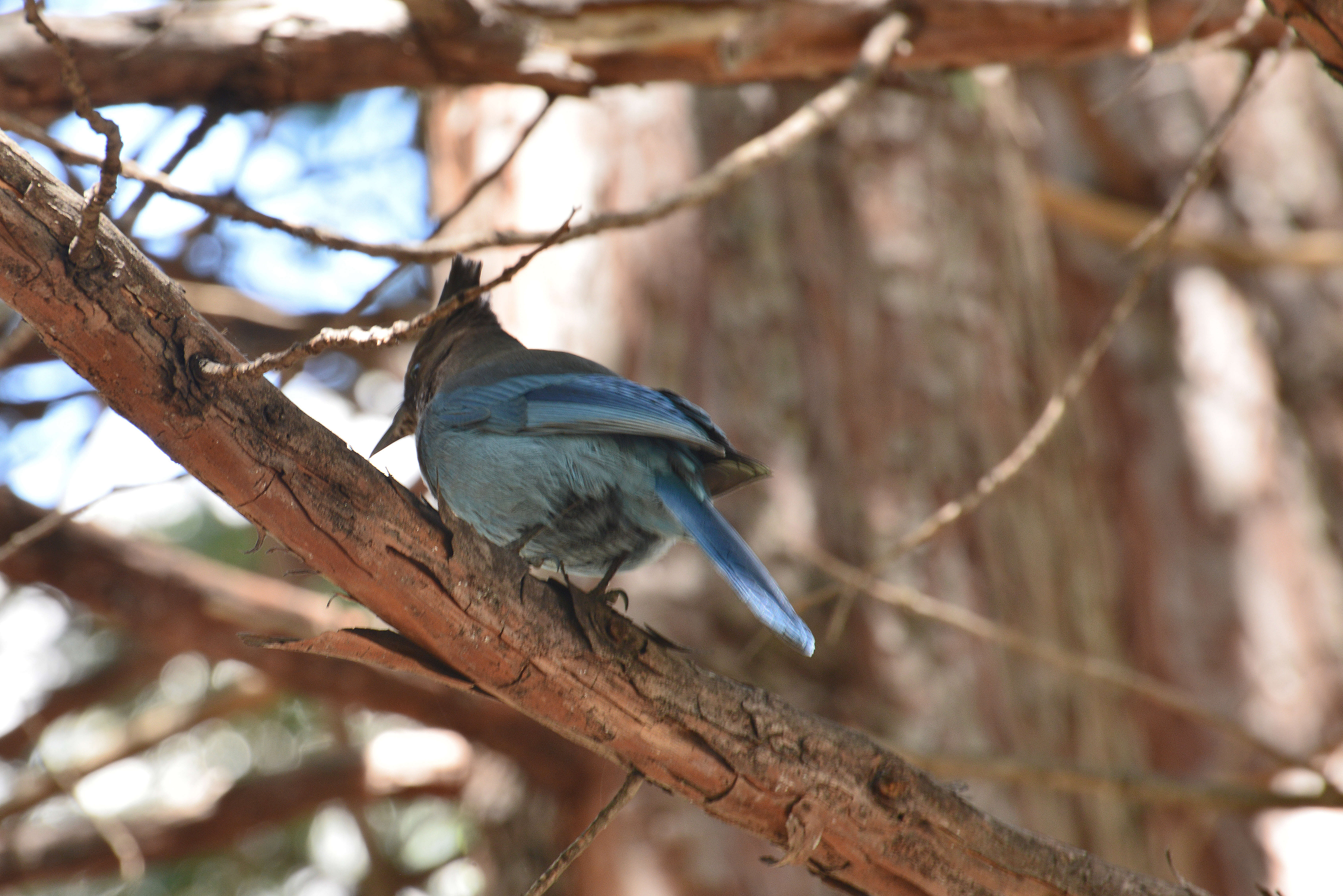 Image of Cyanocitta Strickland 1845