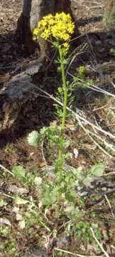 Image of butterweed