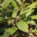 Image of Maesa indica (Roxb.) A. DC.