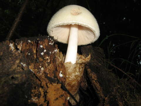 Image of Volvariella bombycina (Schaeff.) Singer 1951