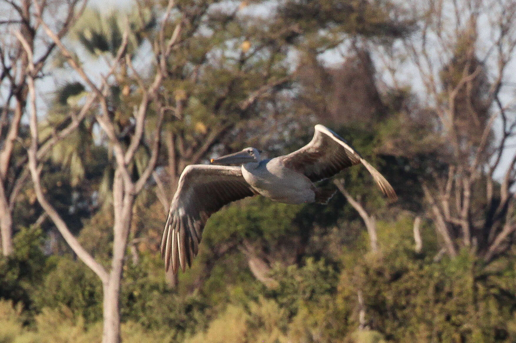 Image of pelicans