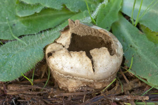 Image of Lycoperdon