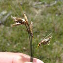 Image of Carex raleighii Nelmes