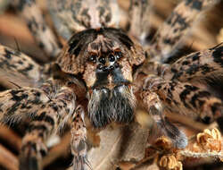 Image of nursery web spiders
