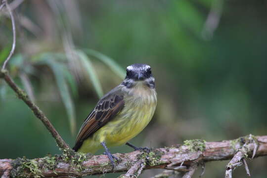 Image of Golden-crowned Flycatcher