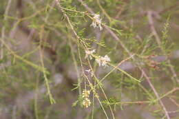 Image of Melaleuca tamariscina Hook.