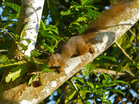 Image of Plantain Squirrel