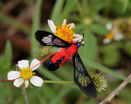 Image of Scarlet-Bodied Wasp Moth