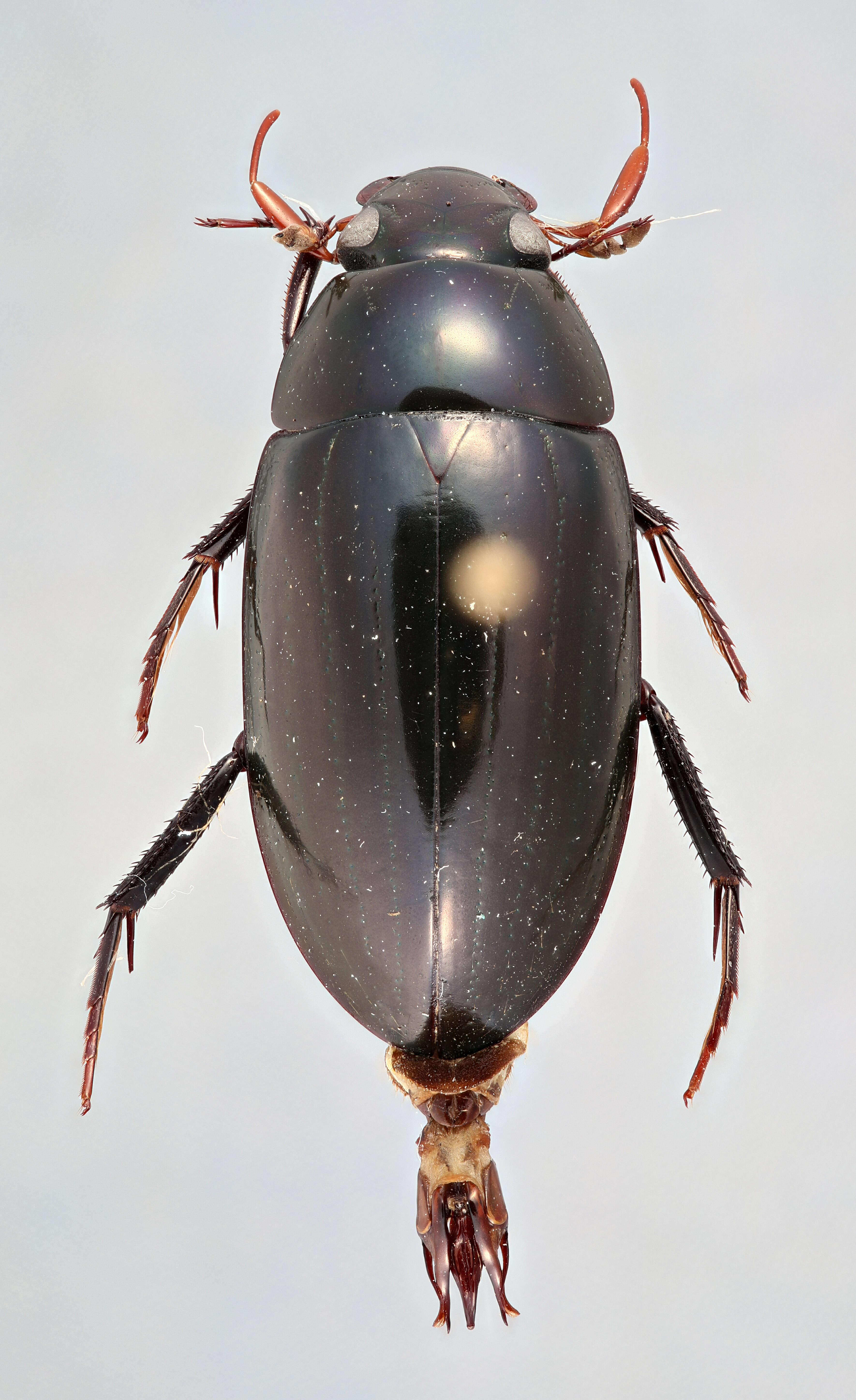 Image of Hydrobiomorpha
