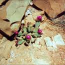 Image of beavertail pricklypear