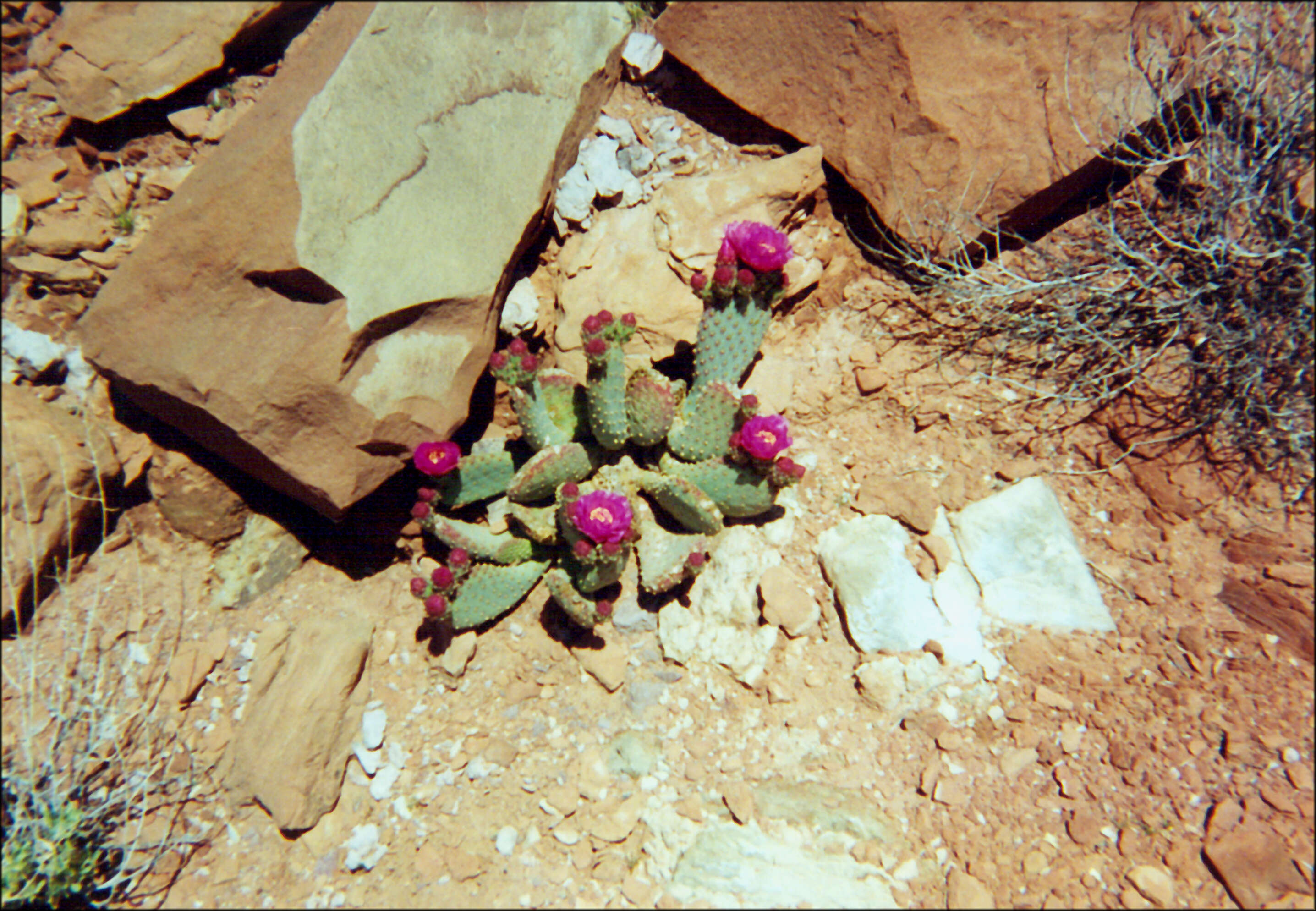 صورة Opuntia basilaris var. longiareolata (Clover & Jotter) L. D. Benson
