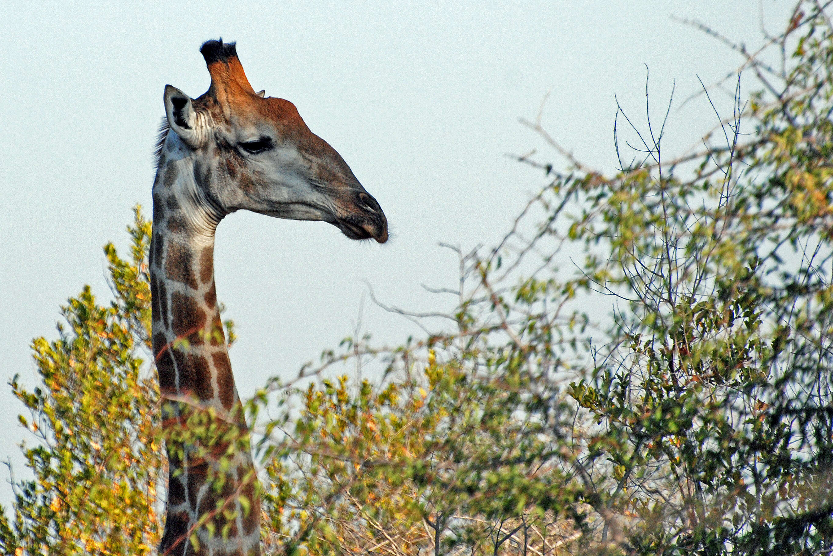 Image of Giraffe