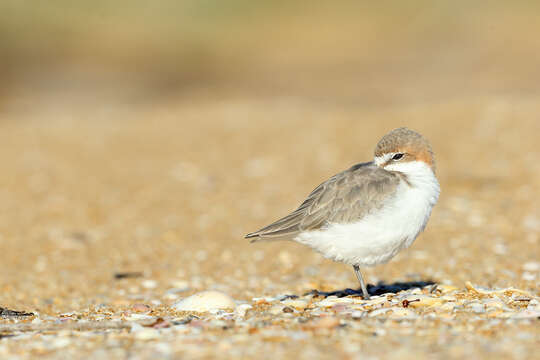 Image of Red-capped Dotterel