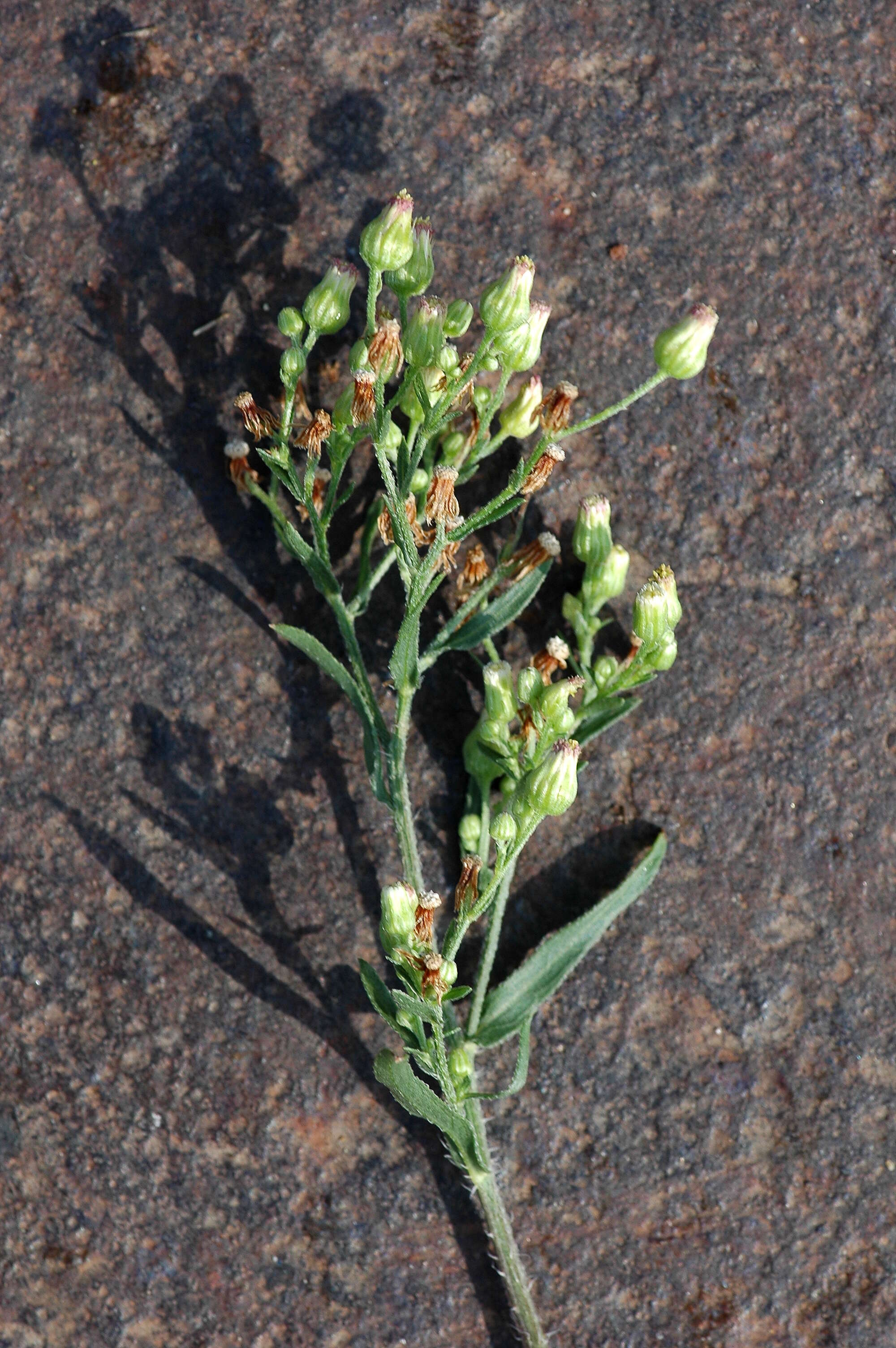 Image of Erigeron floribundus (Kunth) Sch. Bip.