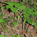 Image of Broadleaf solomon's seal