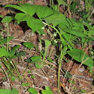 Image of Broadleaf solomon's seal