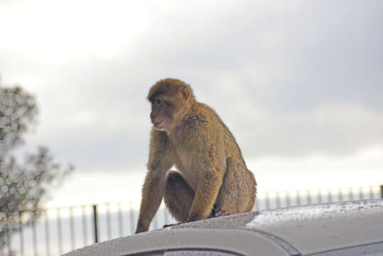 Image of Barbary Ape