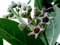 Image of calotropis