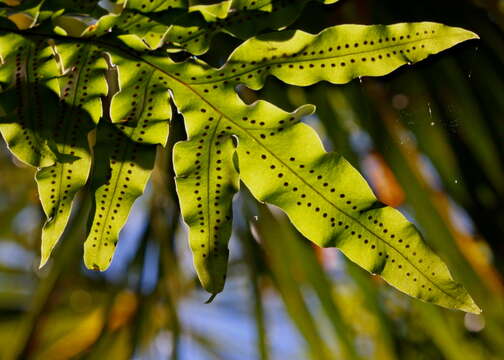 Image of golden polypody