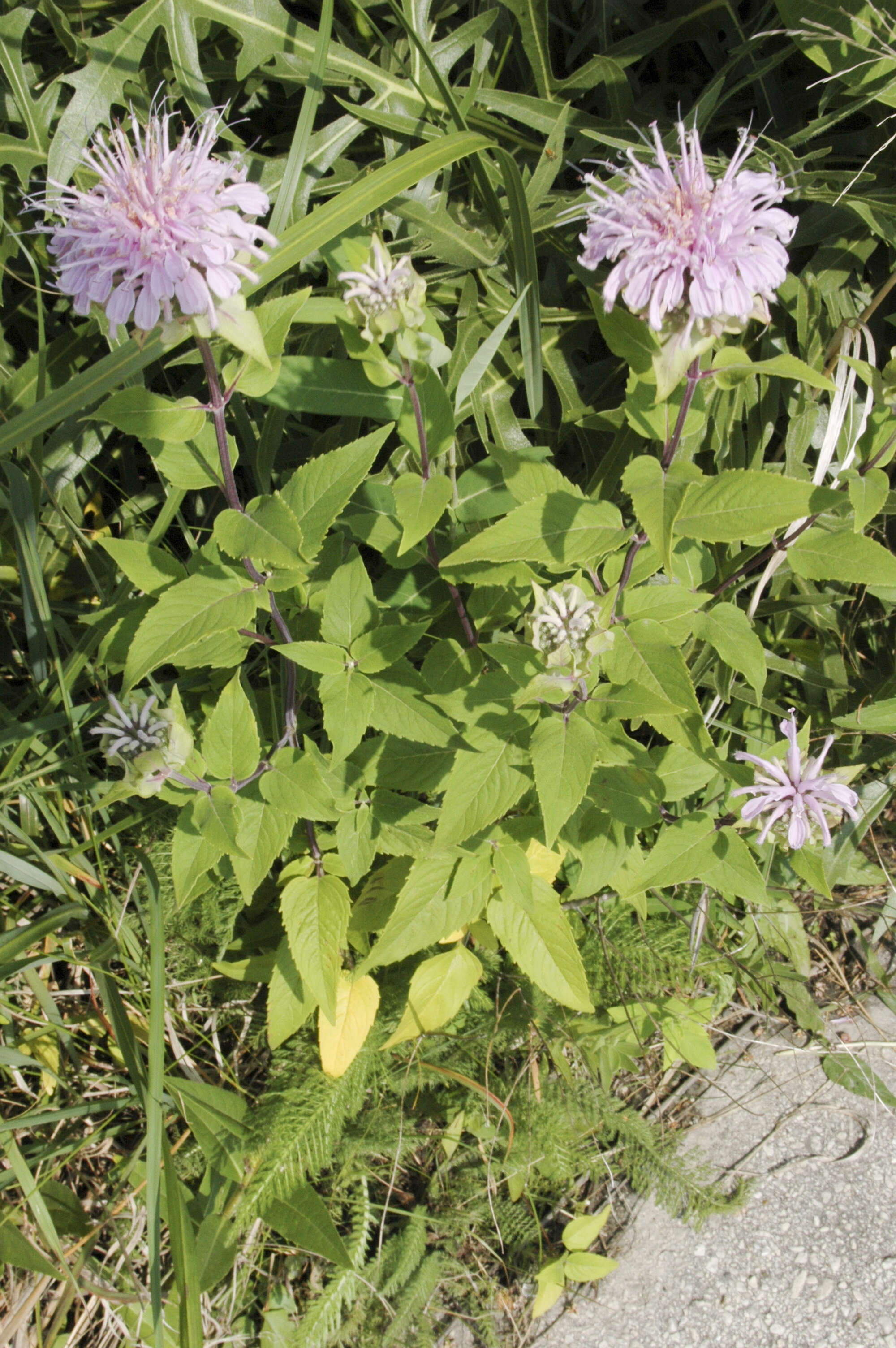 Image of wild bergamot