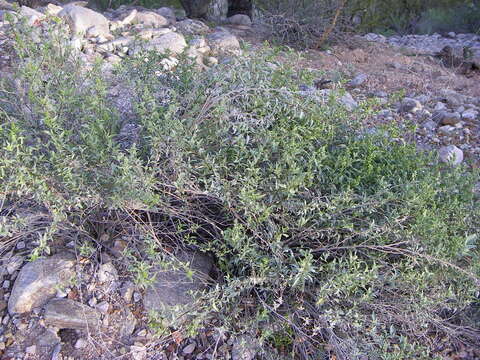 Image of ragweed