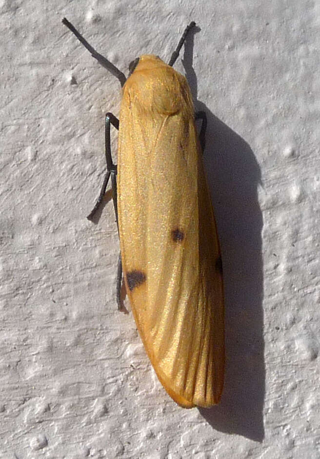 Image of Lithosia Fabricius 1798