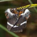 Image of Buck Moth