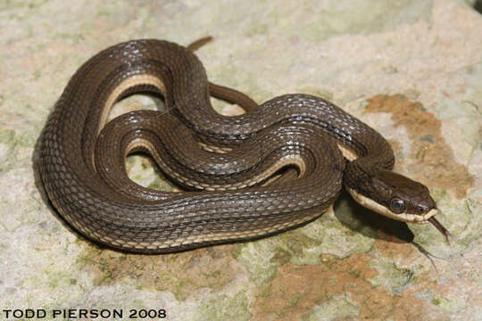 Image of Crayfish Snake