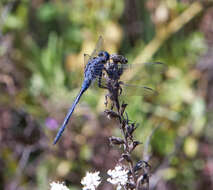 Image of Long Skimmer