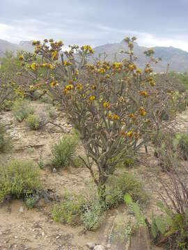 Image of Chollas