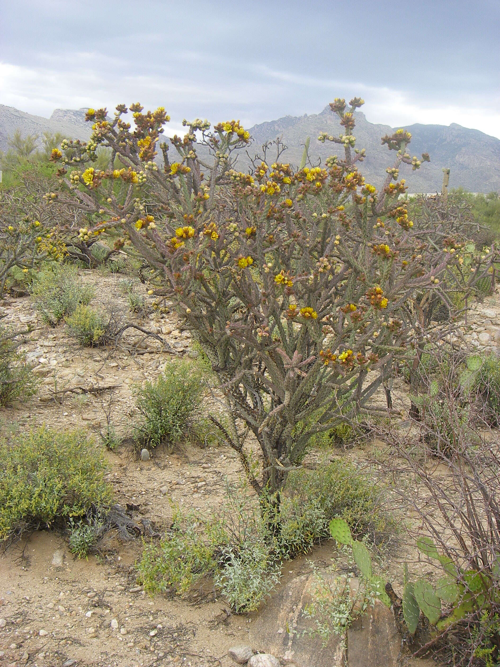 Imagem de Cylindropuntia versicolor (Engelm. ex J. M. Coult.) F. M. Knuth