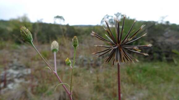 صورة Bidens subalternans DC.