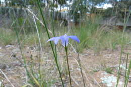 Image de Wahlenbergia capillaris (G. Lodd.) G. Don