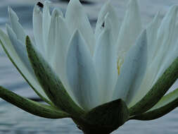 Image of Dotleaf waterlily