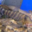 Image of Bengal loach